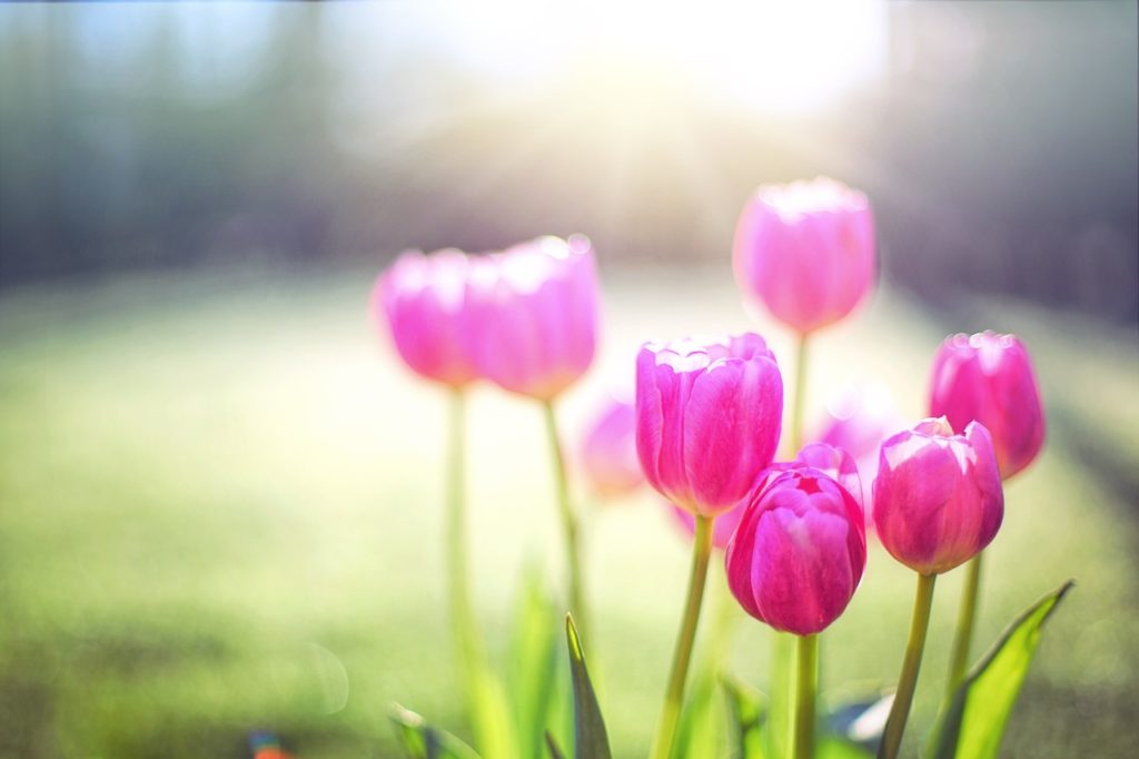tulips, pink, spring-2239237.jpg
